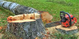 Best Tree Preservation Services  in Gainesville, FL