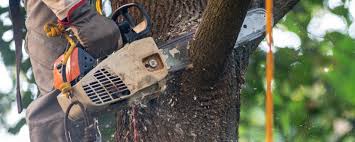 How Our Tree Care Process Works  in  Gainesville, FL