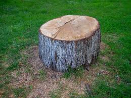 Best Storm Damage Tree Cleanup  in Gainesville, FL