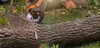 Best Lawn Grading and Leveling  in Gainesville, FL