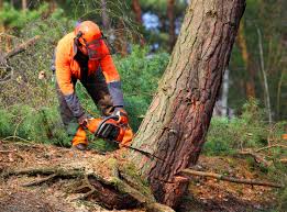 Best Tree Trimming and Pruning  in Gainesville, FL