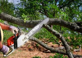 Best Root Management and Removal  in Gainesville, FL
