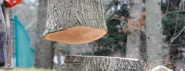 Tree and Shrub Care in Gainesville, FL
