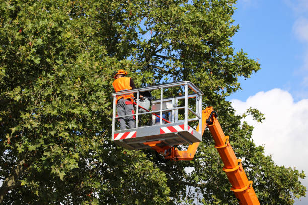 Best Fruit Tree Pruning  in Gainesville, FL