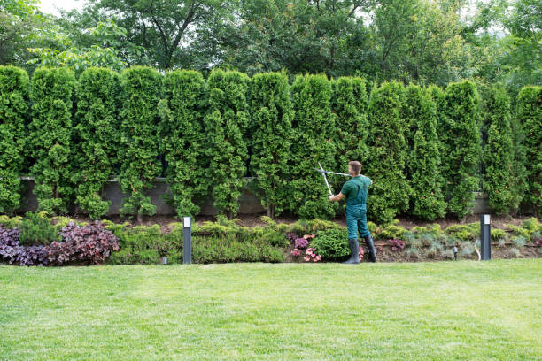 Best Leaf Removal  in Gainesville, FL