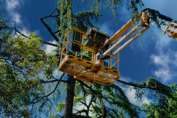 Best Palm Tree Trimming  in Gainesville, FL