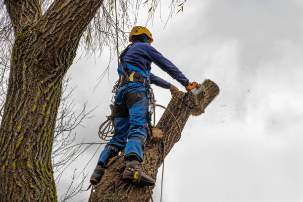 Best Tree Risk Assessment  in Gainesville, FL