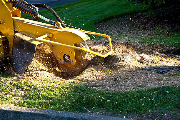 Best Sod Installation  in Gainesville, FL